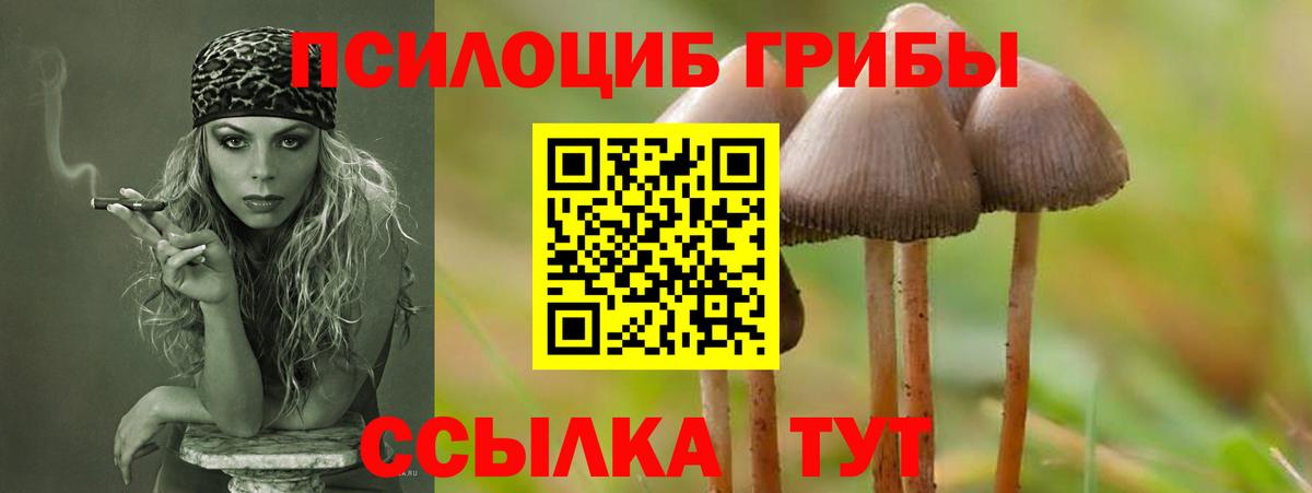 Галлюциногенные грибы Psilocybine cubensis Ачинск